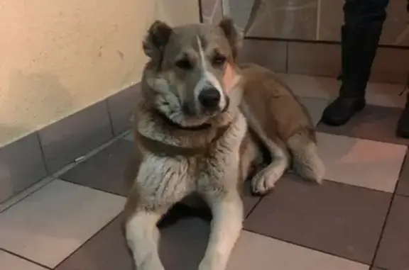 Найдена собака на улице Генерала Белобородова, 15