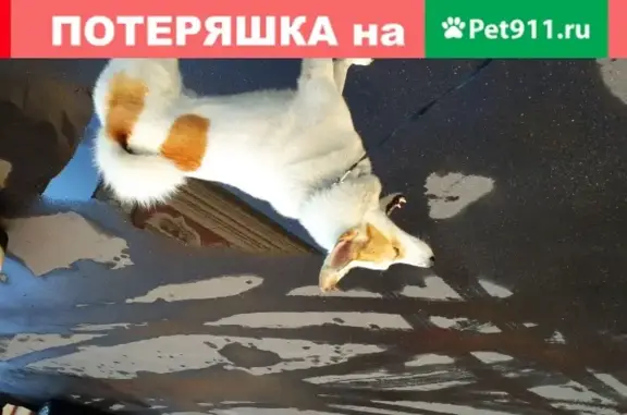 Пропала собака в Киржачском районе, Владимирская область