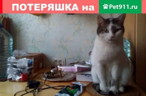 Найдена умная кошка на улице Побратимов