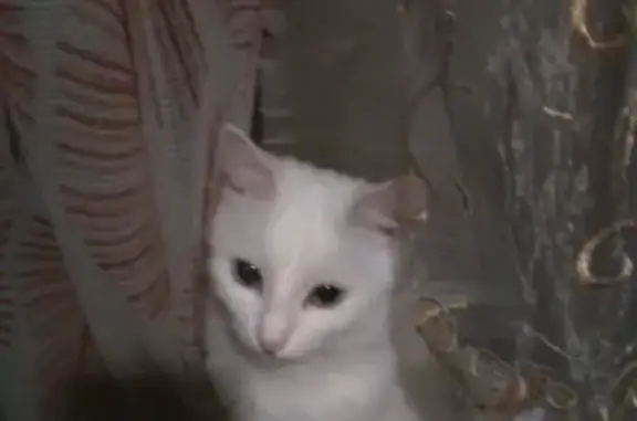 Пропала белая кошка с разноцветными глазами на ул. Халтурина 1а