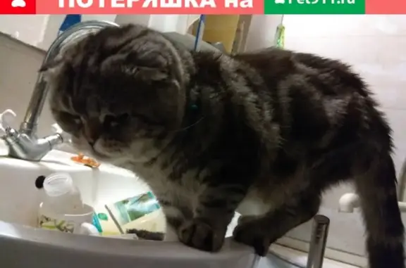 Найден потерявшийся кот в Астрахани