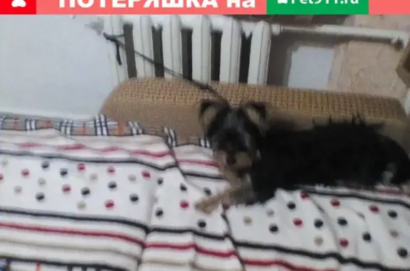 Пропала собака Габуся в Евпатории на ул. Революции