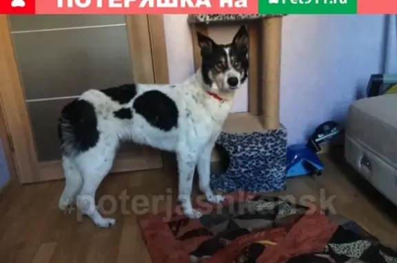 Найдена собака на улице Писарева, ищем хозяев