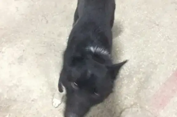 Найдена вертлявая собака в Среднеуральске