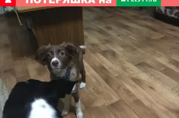 Найдена собака в Новотроицке, район 8 Марта