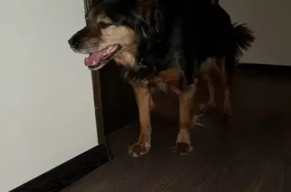 Найдена собака в Покровском - ищем хозяина!