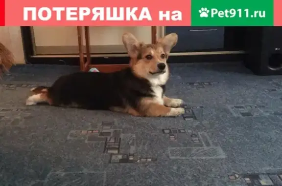 Пропала собака Кай в районе аэропорта, Петропавловск-Камчатский
