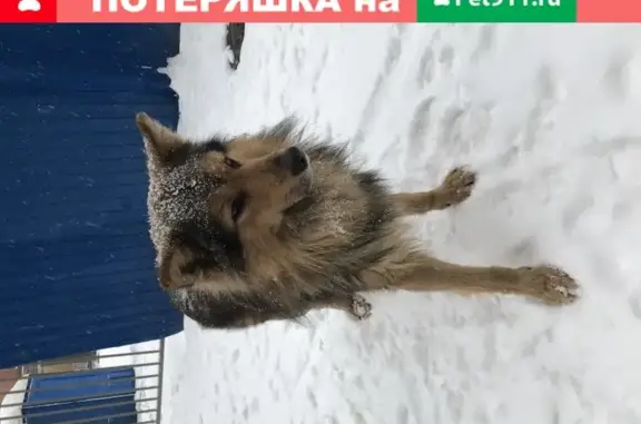 Найдена собака на Парнасе в Санкт-Петербурге