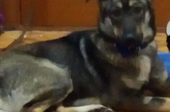 Собаки потеряшки, Подслудное, фото: Потеряшка собака в поселке Средняя, Александровский район, Пермский край