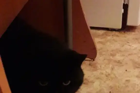 Найден черный кот на пр. Ленина, 67