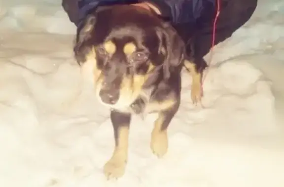 Найдена собака в Пересвете у Пятерочки