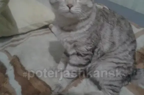 Найден Британский кот на пл. Калинина