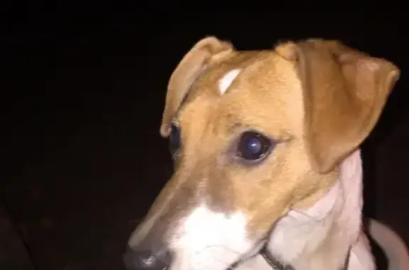 Пропала собака на Крымской в Раменском