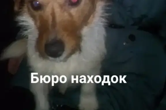 Найдена собака в СНТ Северное сияние, Архангельск