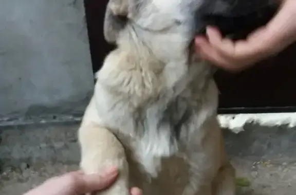 Найдена породистая собачка в Самаре