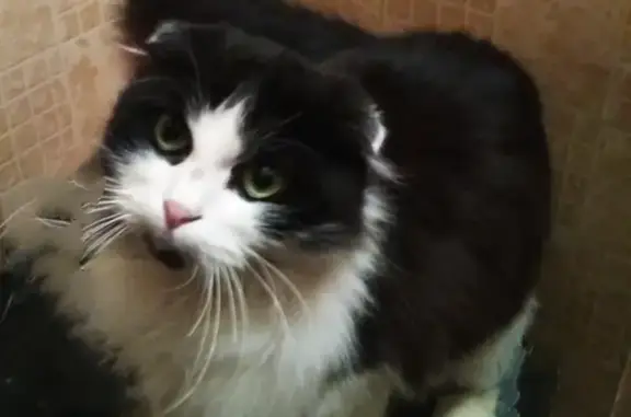 Найдена вислоухая кошка в Батайске, ул. Гайдара