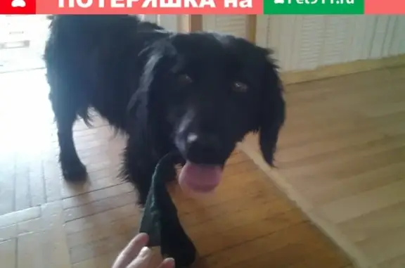 Найден черный пес с ошейником в Армавире