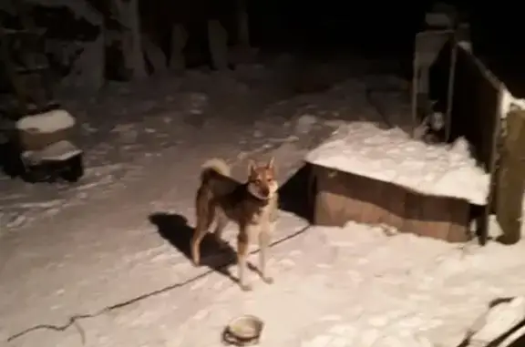 Пропала собака в деревне Цыбушево, Костромская обл.