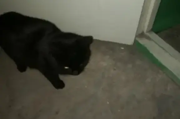 Найден котенок в Стерлитамаке, ищет дом
