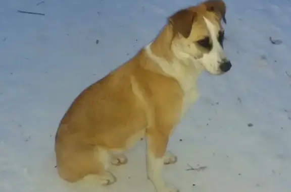 Найдена собака на ул. Сосновской, г. Уфа