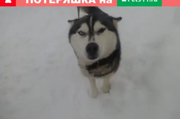 Пропала собака Сибирский Хаски в Ростовской области