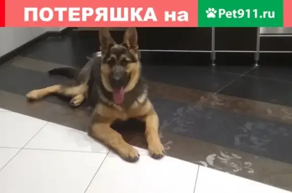Пропала собака Айза на Нижней Казацкой улице