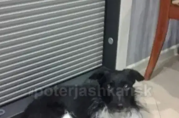 Найдена собака около Магнита на 25 лет Октября