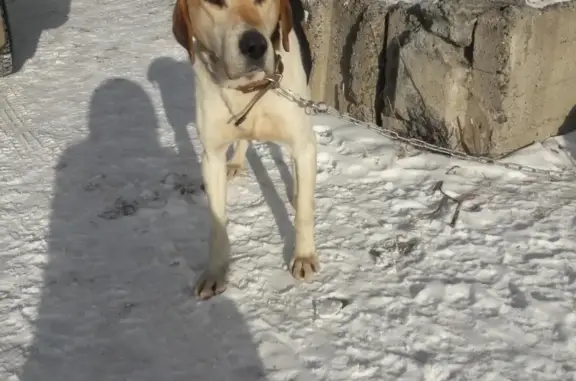 Найден пёс-охотник в Корсакове, Сахалинская область
