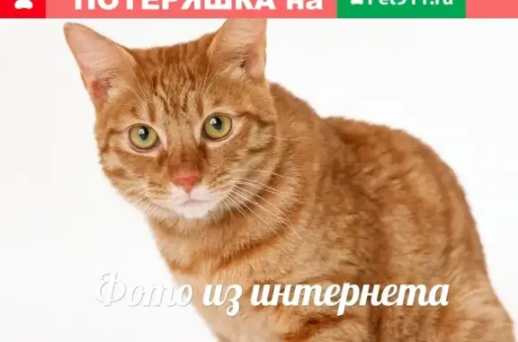Найдена кошка СПб - Невский проспект.