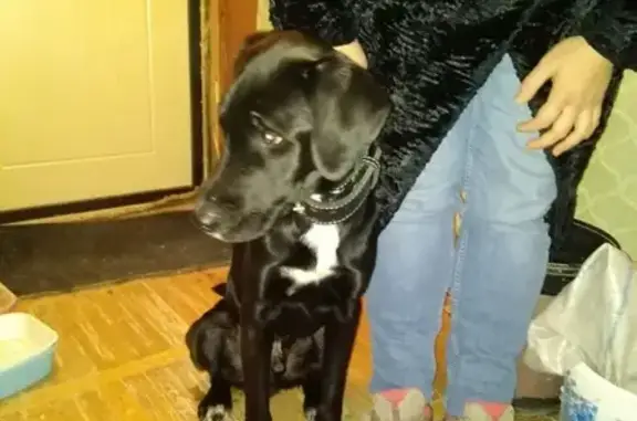 Найдена крупная собака с черным окрасом и белой дорожкой на шее в Балашихе