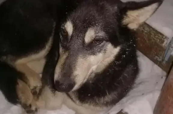 Найдена потерявшаяся собака на ул. Николаева