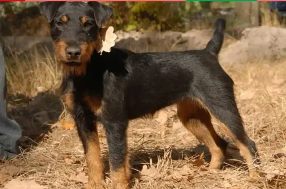 Пропала собака в селе Началово - вознаграждение