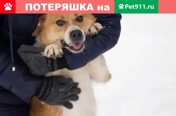 Собаки потеряшки, Чайковская, фото: Потеряшка собака Рыжик в Нытвенском районе