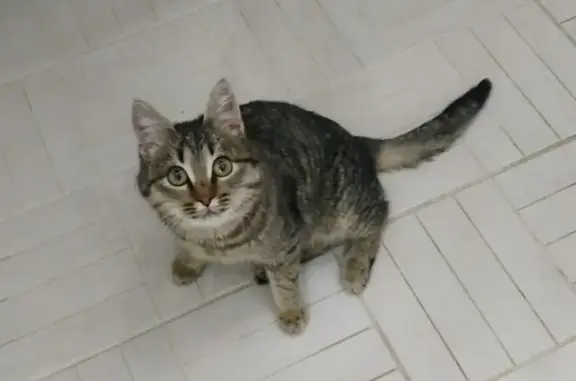Найдена кошка в Ишимбае - ищем хозяев!