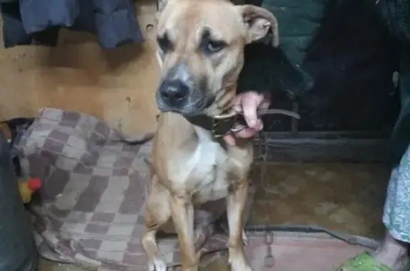 Найдена собака в д. Лайкова, Ишимский район