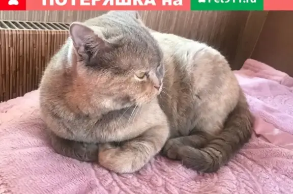 Пропала кошка в Москве, район 1-го микрорайона.