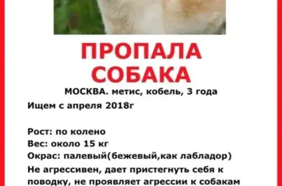 Пропала собака в Москворецком парке