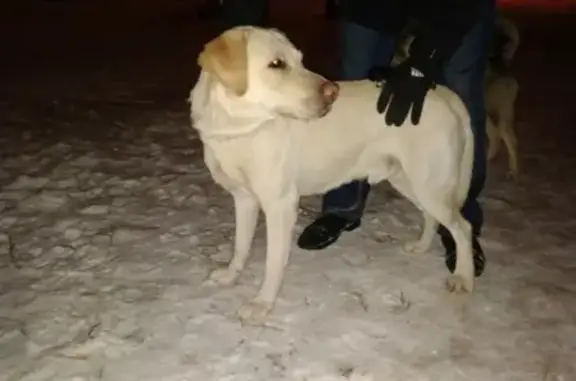 Найден лабрадор в Медведево, ищем хозяев.