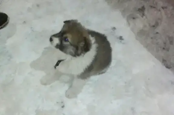 Найдена собака возле магазина Столичный в Егорьевске