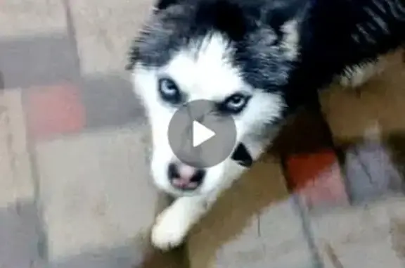 Найден щенок хаски в Раевской, Краснодарский край