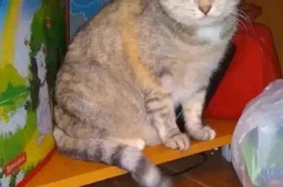 Найдена кошка: Серебрянский проезд 19, Пермь