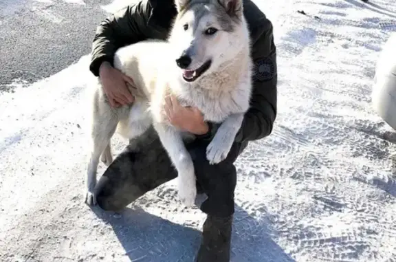 Пропала собака в Сибае, Республика Башкортостан