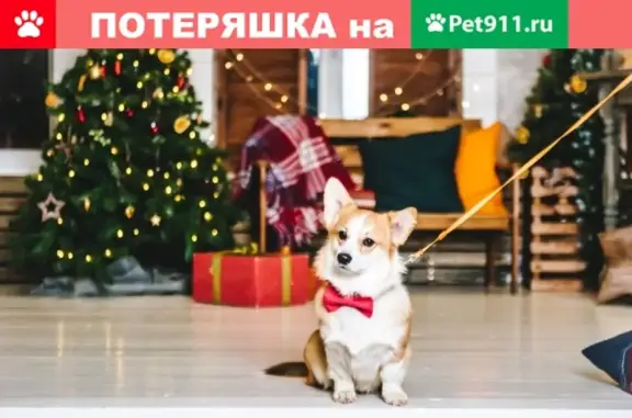 Пропала собака Фокс в Дзержинске, вознаграждение гарантировано