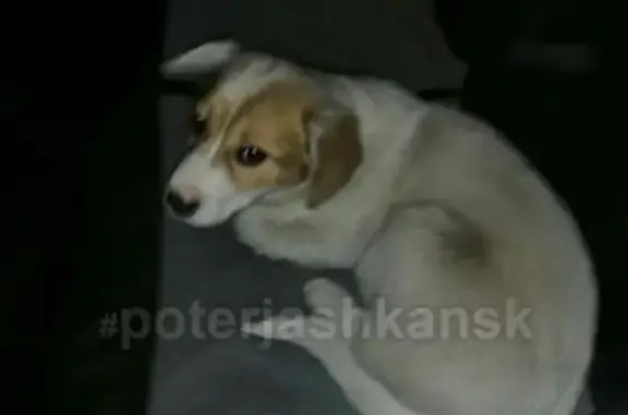 Найден щенок в Новолуговом на улице Андреева