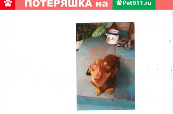 Пропала собака породы такса в посёлке Солнечный, Хабаровский край