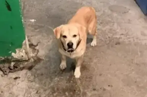 Найден пёс на стыке Павлова и Лауреатов в Норильске