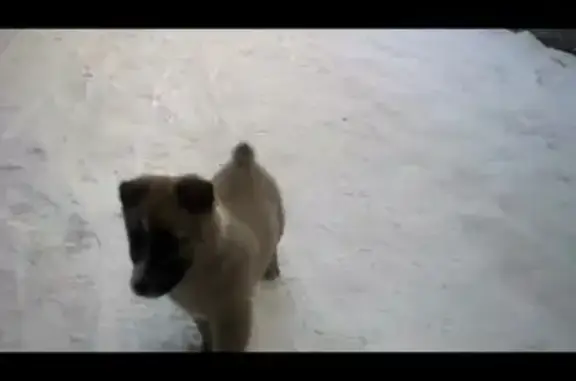 Пропал щенок в посёлке Бишкиль