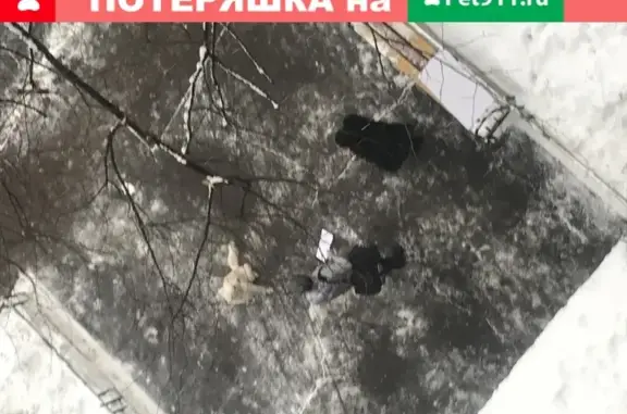 Найдена собака на Тайнинской улице в Москве