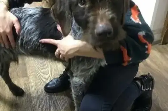 Найдена собака в Славянске-на-Кубани, Краснодарский край