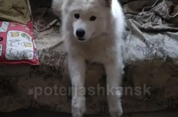 Пропала собака с клеймом на проспекте Дзержинского